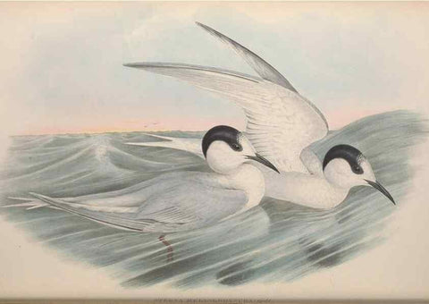 Reproducción/Reproduction 36813476971: The birds of Australia.. London,Printed by R. and J. E. Taylor; pub. by the author,[1840]-48.