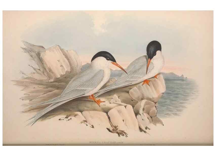 Reproducción/Reproduction 36813478841: The birds of Australia.. London,Printed by R. and J. E. Taylor; pub. by the author,[1840]-48.