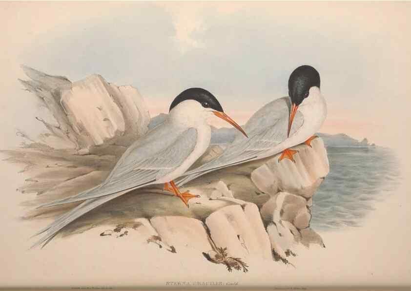 Reproducción/Reproduction 36813478841: The birds of Australia.. London,Printed by R. and J. E. Taylor; pub. by the author,[1840]-48.