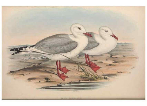Reproducción/Reproduction 36144681183: The birds of Australia.. London,Printed by R. and J. E. Taylor; pub. by the author,[1840]-48.