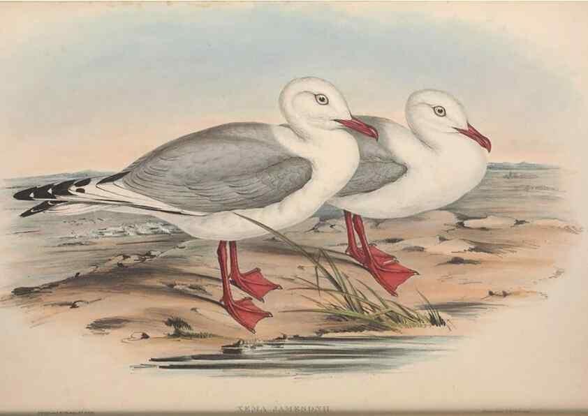 Reproducción/Reproduction 36144681183: The birds of Australia.. London,Printed by R. and J. E. Taylor; pub. by the author,[1840]-48.