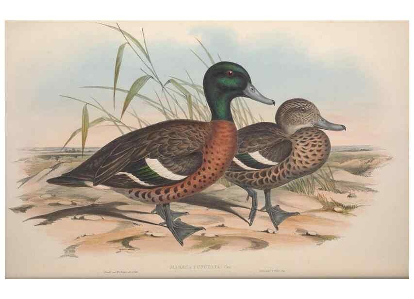 Reproducción/Reproduction 36556891740: The birds of Australia.. London,Printed by R. and J. E. Taylor; pub. by the author,[1840]-48.