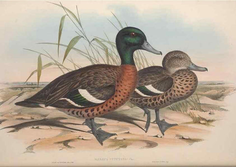 Reproducción/Reproduction 36556891740: The birds of Australia.. London,Printed by R. and J. E. Taylor; pub. by the author,[1840]-48.