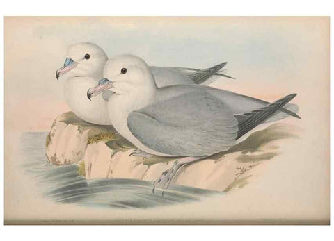 Reproducción/Reproduction 36556937360: The birds of Australia.. London,Printed by R. and J. E. Taylor; pub. by the author,[1840]-48.