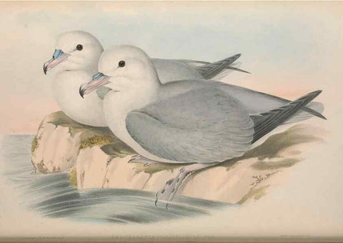 Reproducción/Reproduction 36556937360: The birds of Australia.. London,Printed by R. and J. E. Taylor; pub. by the author,[1840]-48.