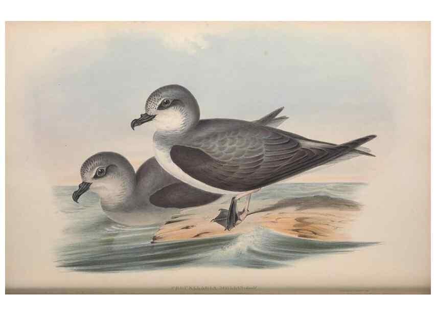Reproducción/Reproduction 36556941760: The birds of Australia.. London,Printed by R. and J. E. Taylor; pub. by the author,[1840]-48.