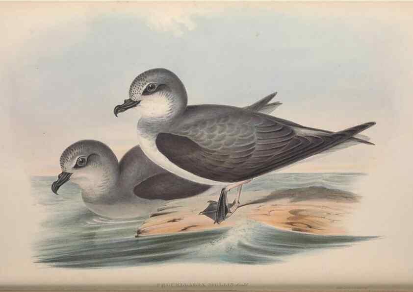 Reproducción/Reproduction 36556941760: The birds of Australia.. London,Printed by R. and J. E. Taylor; pub. by the author,[1840]-48.