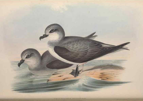 Reproducción/Reproduction 36556941760: The birds of Australia.. London,Printed by R. and J. E. Taylor; pub. by the author,[1840]-48.