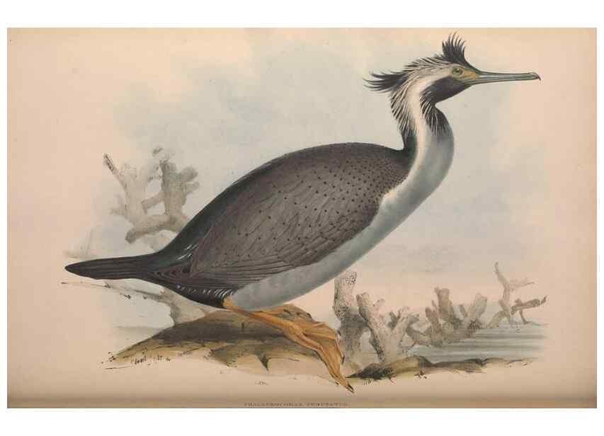 Reproducción/Reproduction 36144777003: The birds of Australia.. London,Printed by R. and J. E. Taylor; pub. by the author,[1840]-48.