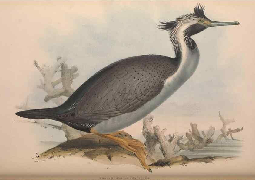 Reproducción/Reproduction 36144777003: The birds of Australia.. London,Printed by R. and J. E. Taylor; pub. by the author,[1840]-48.