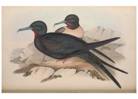 Reproducción/Reproduction 36144778673: The birds of Australia.. London,Printed by R. and J. E. Taylor; pub. by the author,[1840]-48.