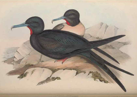 Reproducción/Reproduction 36144778673: The birds of Australia.. London,Printed by R. and J. E. Taylor; pub. by the author,[1840]-48.