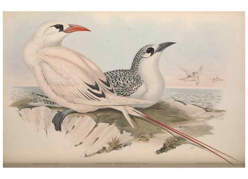 Reproducción/Reproduction 36144780283: The birds of Australia.. London,Printed by R. and J. E. Taylor; pub. by the author,[1840]-48.