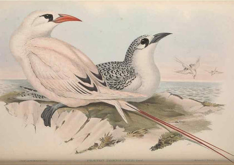 Reproducción/Reproduction 36144780283: The birds of Australia.. London,Printed by R. and J. E. Taylor; pub. by the author,[1840]-48.