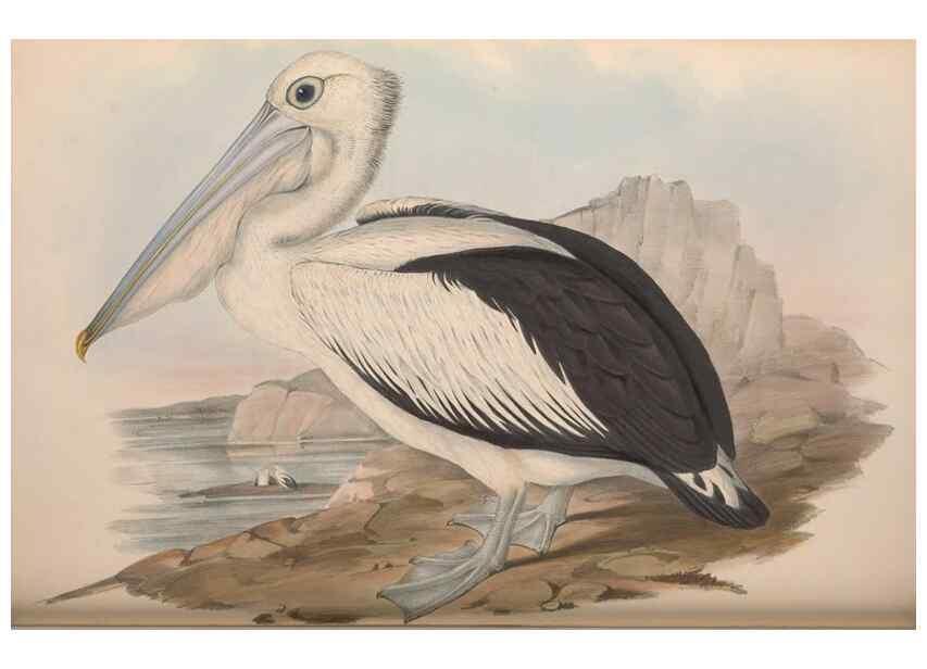Reproducción/Reproduction 36144782013: The birds of Australia.. London,Printed by R. and J. E. Taylor; pub. by the author,[1840]-48.