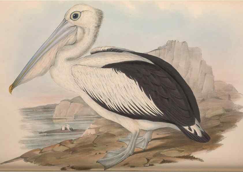 Reproducción/Reproduction 36144782013: The birds of Australia.. London,Printed by R. and J. E. Taylor; pub. by the author,[1840]-48.