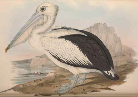 Reproducción/Reproduction 36144782013: The birds of Australia.. London,Printed by R. and J. E. Taylor; pub. by the author,[1840]-48.