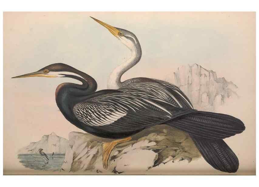 Reproducción/Reproduction 36765574686: The birds of Australia.. London,Printed by R. and J. E. Taylor; pub. by the author,[1840]-48.