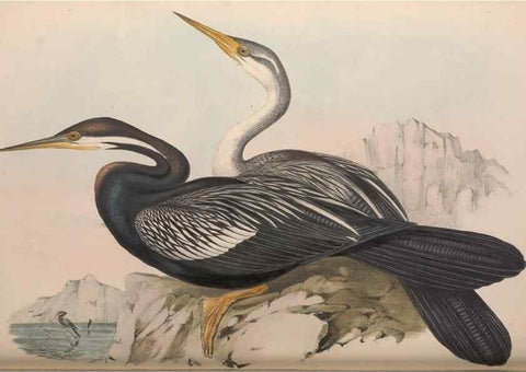 Reproducción/Reproduction 36765574686: The birds of Australia.. London,Printed by R. and J. E. Taylor; pub. by the author,[1840]-48.