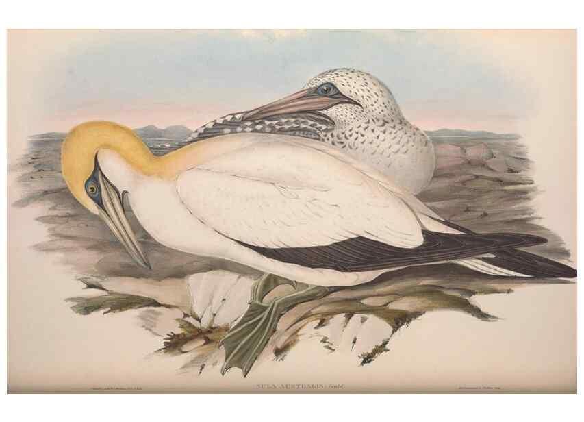 Reproducción/Reproduction 36765575206: The birds of Australia.. London,Printed by R. and J. E. Taylor; pub. by the author,[1840]-48.