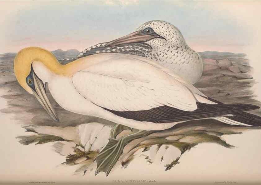 Reproducción/Reproduction 36765575206: The birds of Australia.. London,Printed by R. and J. E. Taylor; pub. by the author,[1840]-48.