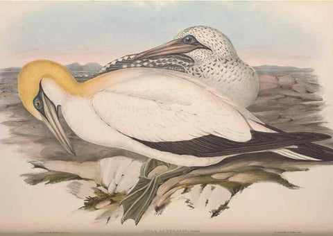 Reproducción/Reproduction 36765575206: The birds of Australia.. London,Printed by R. and J. E. Taylor; pub. by the author,[1840]-48.