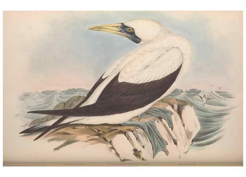 Reproducción/Reproduction 36765575666: The birds of Australia.. London,Printed by R. and J. E. Taylor; pub. by the author,[1840]-48.