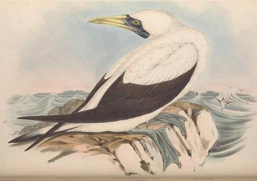 Reproducción/Reproduction 36765575666: The birds of Australia.. London,Printed by R. and J. E. Taylor; pub. by the author,[1840]-48.