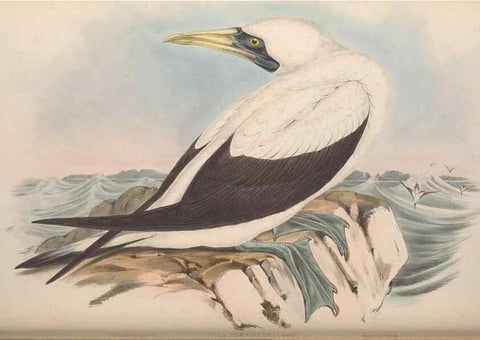Reproducción/Reproduction 36765575666: The birds of Australia.. London,Printed by R. and J. E. Taylor; pub. by the author,[1840]-48.