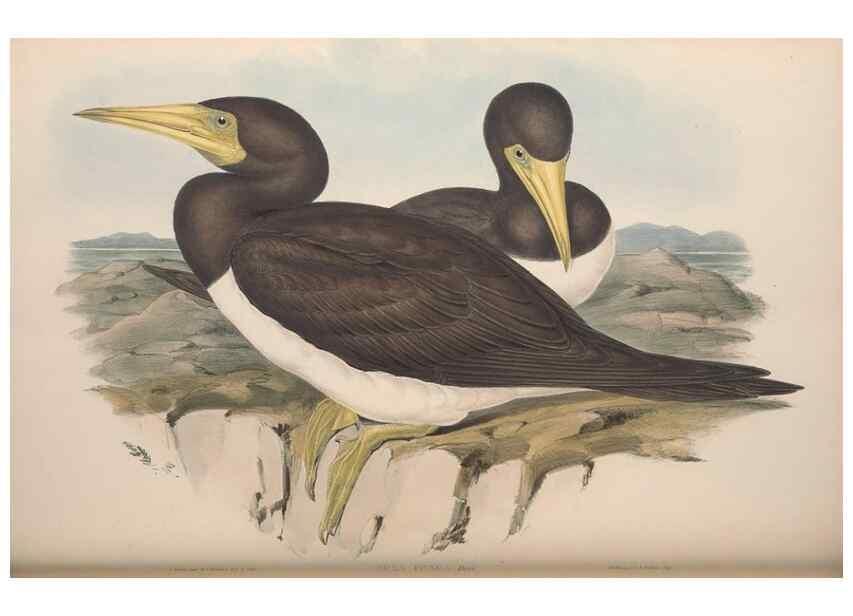Reproducción/Reproduction 36765576256: The birds of Australia.. London,Printed by R. and J. E. Taylor; pub. by the author,[1840]-48.