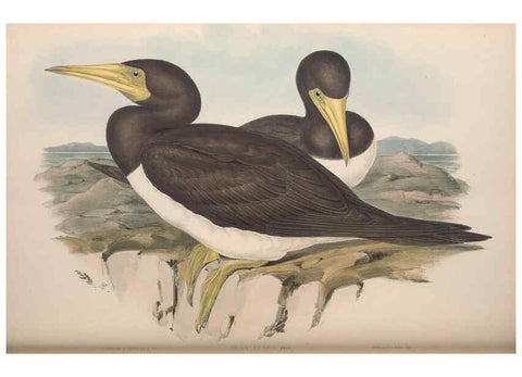 Reproducción/Reproduction 36765576256: The birds of Australia.. London,Printed by R. and J. E. Taylor; pub. by the author,[1840]-48.