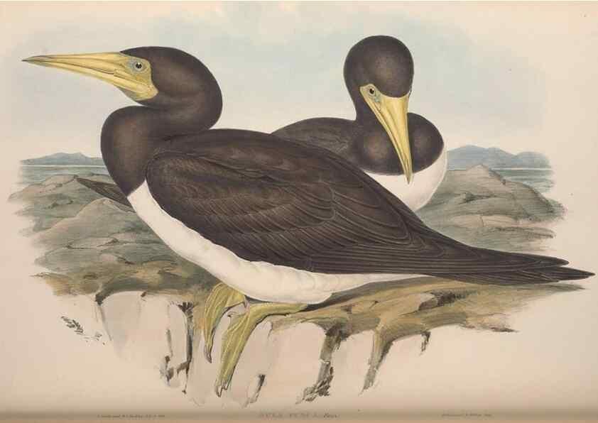 Reproducción/Reproduction 36765576256: The birds of Australia.. London,Printed by R. and J. E. Taylor; pub. by the author,[1840]-48.