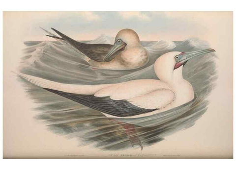Reproducción/Reproduction 36765576786: The birds of Australia.. London,Printed by R. and J. E. Taylor; pub. by the author,[1840]-48.