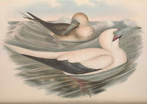 Reproducción/Reproduction 36765576786: The birds of Australia.. London,Printed by R. and J. E. Taylor; pub. by the author,[1840]-48.