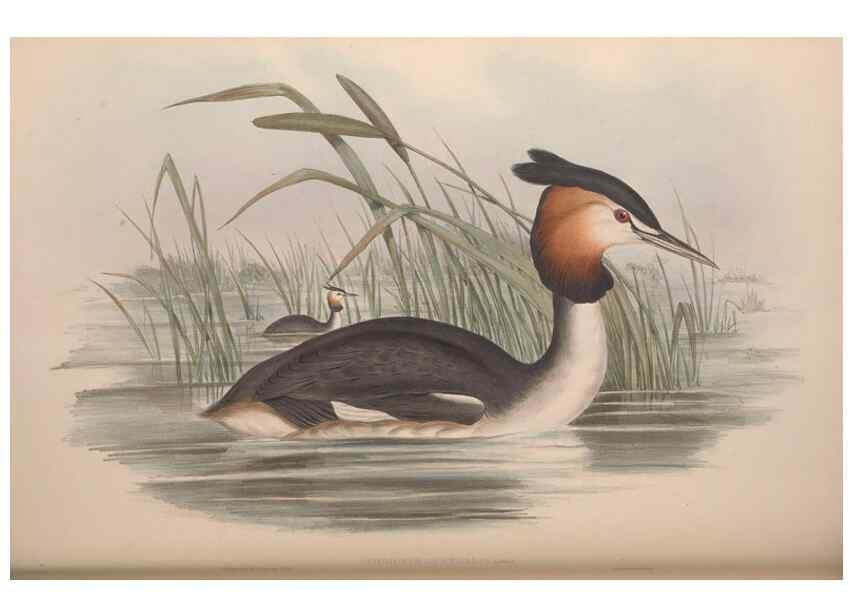 Reproducción/Reproduction 36765577276: The birds of Australia.. London,Printed by R. and J. E. Taylor; pub. by the author,[1840]-48.