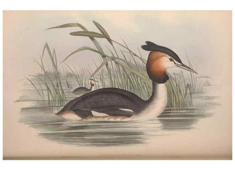 Reproducción/Reproduction 36765577276: The birds of Australia.. London,Printed by R. and J. E. Taylor; pub. by the author,[1840]-48.