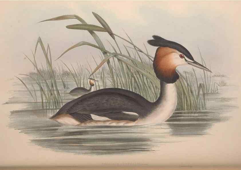 Reproducción/Reproduction 36765577276: The birds of Australia.. London,Printed by R. and J. E. Taylor; pub. by the author,[1840]-48.