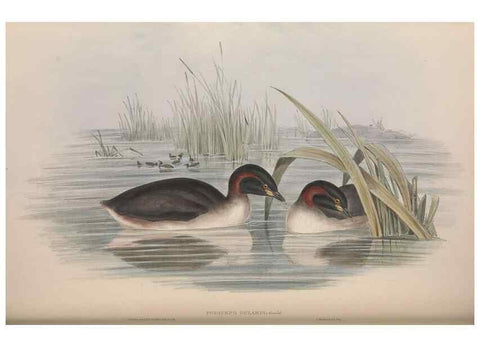 Reproducción/Reproduction 36765577686: The birds of Australia.. London,Printed by R. and J. E. Taylor; pub. by the author,[1840]-48.