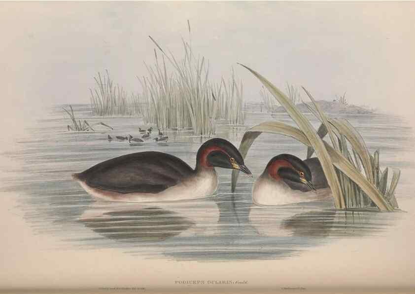 Reproducción/Reproduction 36765577686: The birds of Australia.. London,Printed by R. and J. E. Taylor; pub. by the author,[1840]-48.