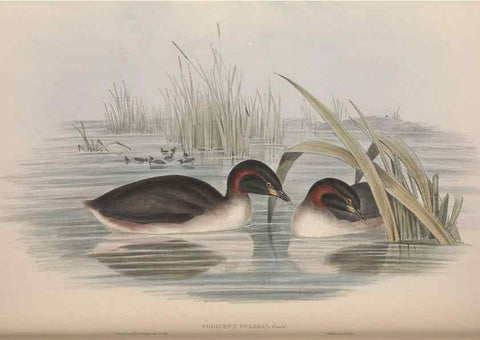Reproducción/Reproduction 36765577686: The birds of Australia.. London,Printed by R. and J. E. Taylor; pub. by the author,[1840]-48.