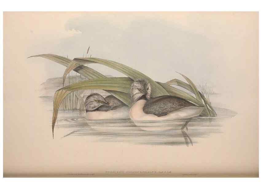 Reproducción/Reproduction 36765578326: The birds of Australia.. London,Printed by R. and J. E. Taylor; pub. by the author,[1840]-48.