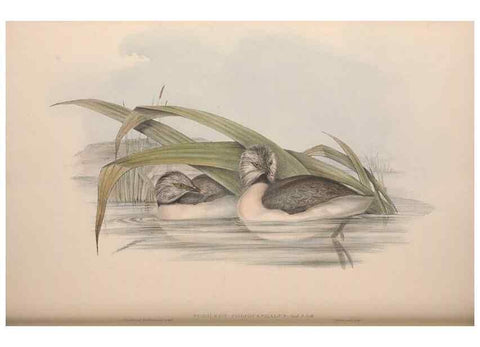 Reproducción/Reproduction 36765578326: The birds of Australia.. London,Printed by R. and J. E. Taylor; pub. by the author,[1840]-48.