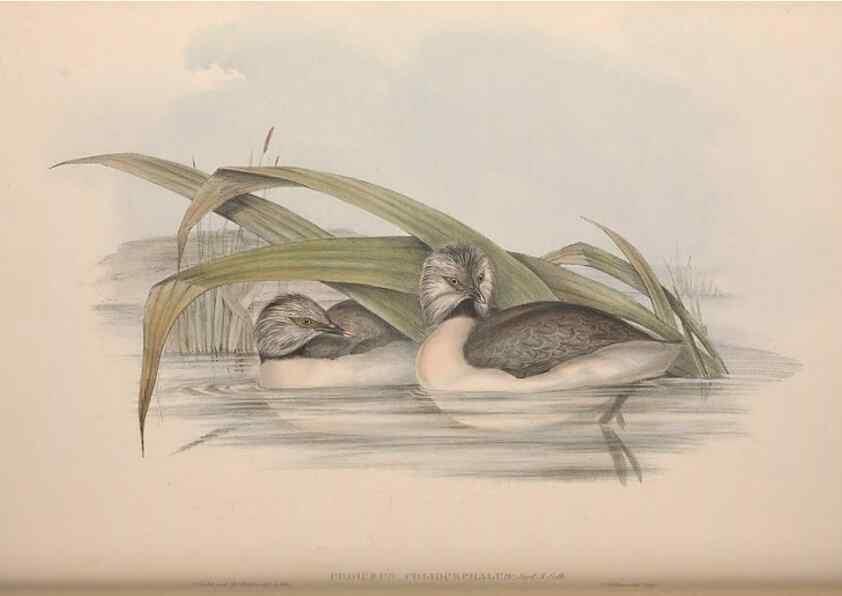 Reproducción/Reproduction 36765578326: The birds of Australia.. London,Printed by R. and J. E. Taylor; pub. by the author,[1840]-48.