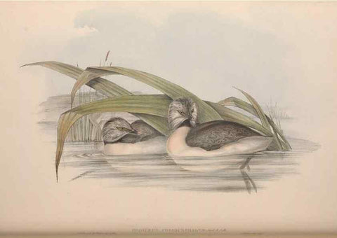 Reproducción/Reproduction 36765578326: The birds of Australia.. London,Printed by R. and J. E. Taylor; pub. by the author,[1840]-48.