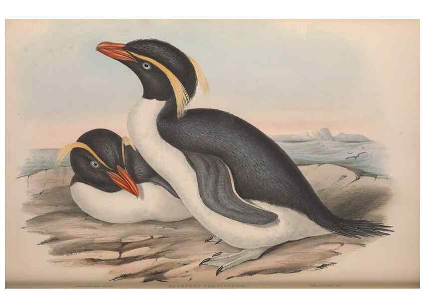 Reproducción/Reproduction 36765579616: The birds of Australia.. London,Printed by R. and J. E. Taylor; pub. by the author,[1840]-48.