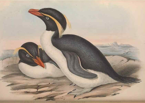 Reproducción/Reproduction 36765579616: The birds of Australia.. London,Printed by R. and J. E. Taylor; pub. by the author,[1840]-48.