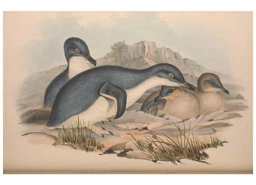 Reproducción/Reproduction 36765581206: The birds of Australia.. London,Printed by R. and J. E. Taylor; pub. by the author,[1840]-48.
