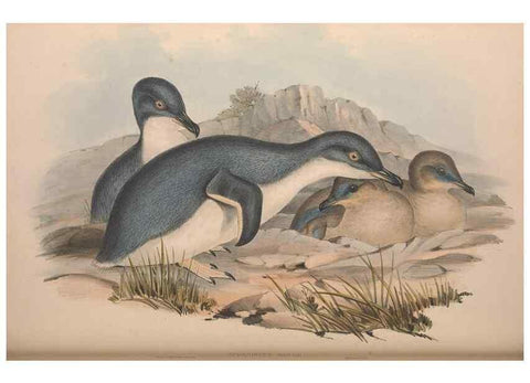 Reproducción/Reproduction 36765581206: The birds of Australia.. London,Printed by R. and J. E. Taylor; pub. by the author,[1840]-48.