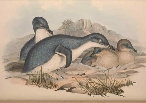 Reproducción/Reproduction 36765581206: The birds of Australia.. London,Printed by R. and J. E. Taylor; pub. by the author,[1840]-48.