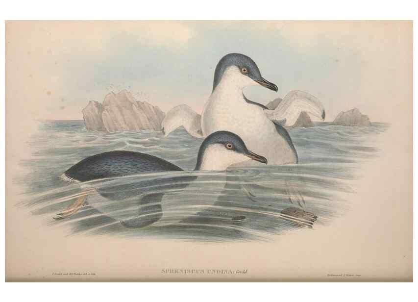 Reproducción/Reproduction 36765582766: The birds of Australia.. London,Printed by R. and J. E. Taylor; pub. by the author,[1840]-48.